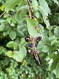 Thumbnail for File:Prunus serotina 155393379.jpg