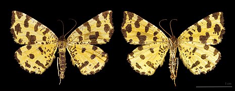 Pseudopanthera macularia (Speckled Yellow), male