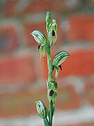 Pterostylis williamsonii