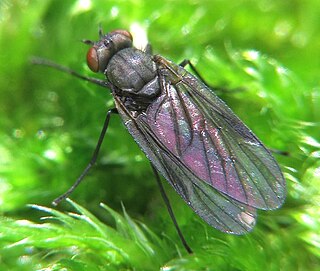 Ptiolina is a genus of snipe flies of the family Rhagionidae,. Examples are found in Northwest Europe, where it prefers woodlands areas. and North America
