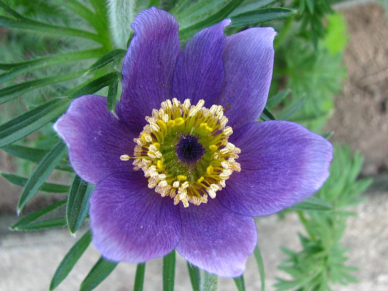 File:Pulsatilla vulgaris 03.jpg