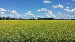 Pumpjack dalam canola lapangan di RM Moose Creek