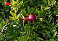 * Nomination Dwarf variety of pomegranates, alpine garden of the Jardin des Plantes in Paris--Jebulon 17:09, 9 October 2010 (UTC) * Promotion Good --George Chernilevsky 19:43, 9 October 2010 (UTC)