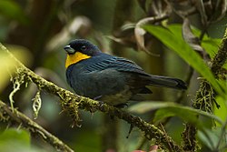 Purplish-mantled Tanager - Colombia S4E9634 (22856163507).jpg