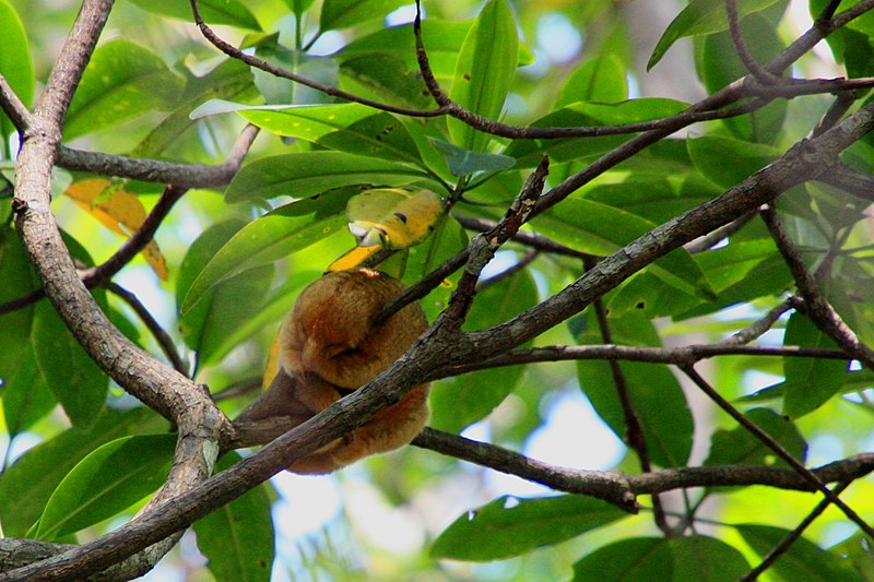 File:Pygmy anteater while kayaking in the mangrove in Isla de Damas - panoramio.jpg