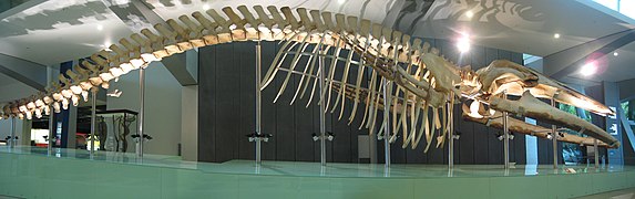 Xương cá voi xanh lùn tại bảo tàng Melbourne