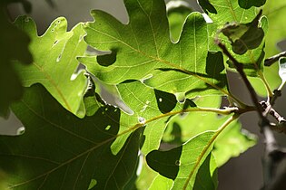 Leaves, Zion NP, Utah