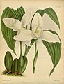 Lycaste virginalis (as syn. Lycaste skinneri var. alba) Plate 234 in: R.Warner - B.S.Williams: The Orchid Album (1882-1897)