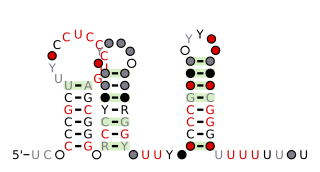 Anti-hemB RNA motif