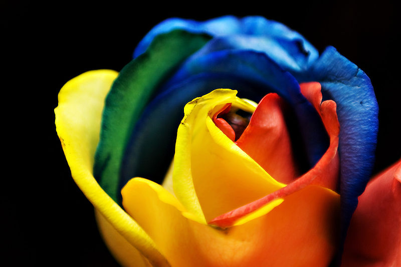 File:Rainbow Rose (3366550029).jpg