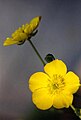 Ranunculus gramineus