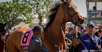 Lady Eli before the Breeders' Cup Rbladyeli.jpg