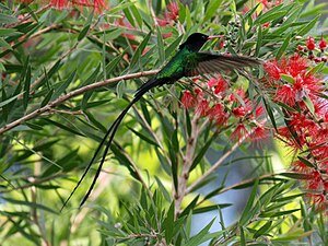 Pennant tail (Trochilus polytmus), male