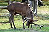 Red Deer Stag scenting itself with urine during the rut - Bushy Park (45123184221).jpg