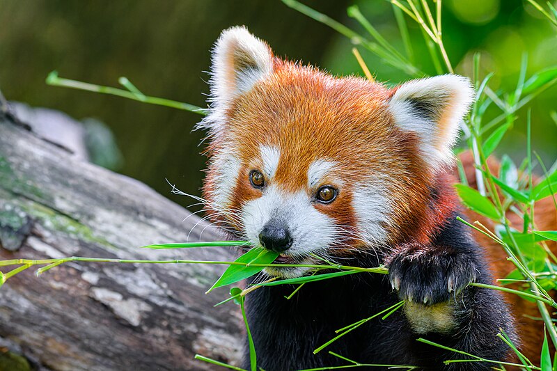 File:Red Panda - 53066797965.jpg