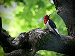 Thumbnail for File:Red headed woodpecker.jpg