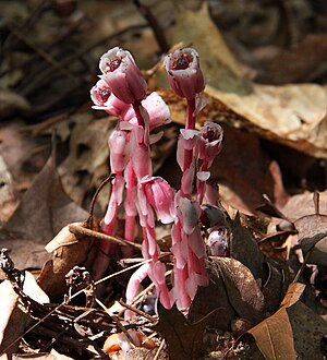 Red indian pipes.JPG