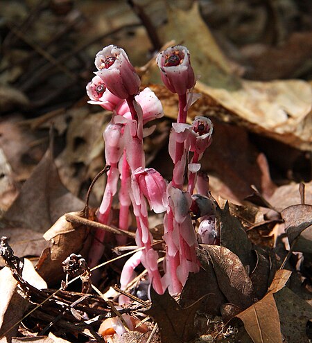 Photograph of flower and stem leaves.