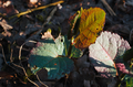 Young Reynoutria japonica shoots