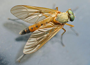 Descrierea imaginii Rhagio tringarius01.jpg.