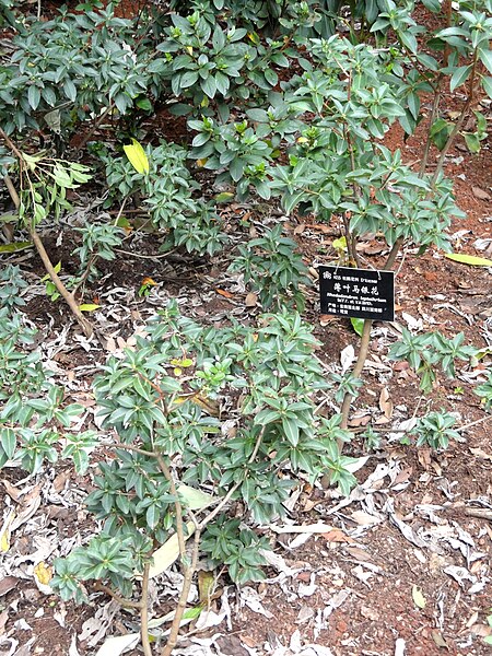 File:Rhododendron leptothrium - Kunming Botanical Garden - DSC02831.JPG