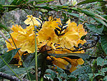 Rododendron lowii.jpg