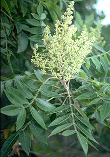 <i>Rhus copallinum</i> Species of tree