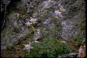 Rocky Mountain National Park ROMO9066.jpg