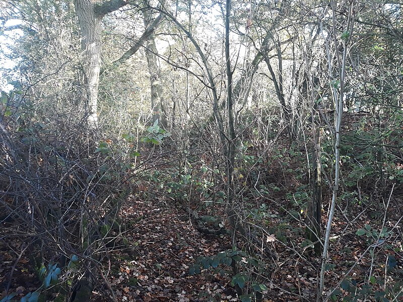 File:Roman earthwork defences, Silchester 02.jpg