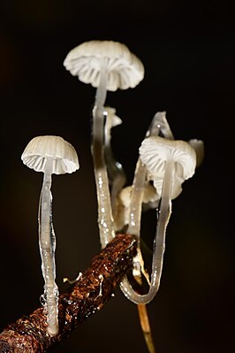 Slijmsteelmycena