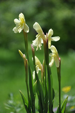 Kuvaus Roscoea cautleoides.JPG -kuvasta.