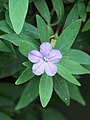 Ruellia caroliniensis subsp. ciliosa, syn. Ruellia ciliosa, Ruelia orzęsiona, 2023-07-30