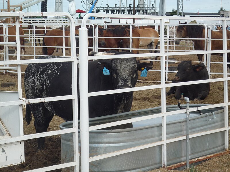 File:Runaway Train bull Behind the Chutes at 2017 Cheyenne Frontier Days.jpg