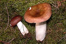 Russula integra (L. 1753) Fr. 1838 Russula-integra-2.JPG