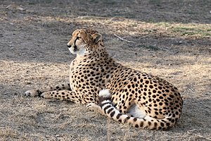 Cheetah