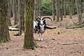 Saerbeck - Wildfreigehege Nöttler Berg - Jacob sheep 01 ies.jpg