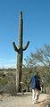 Carnegia gigantea i Sonora-ørkenen, Mexico.