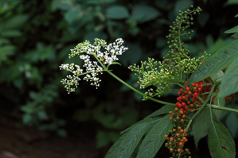 File:Sambucus chinensis.JPG