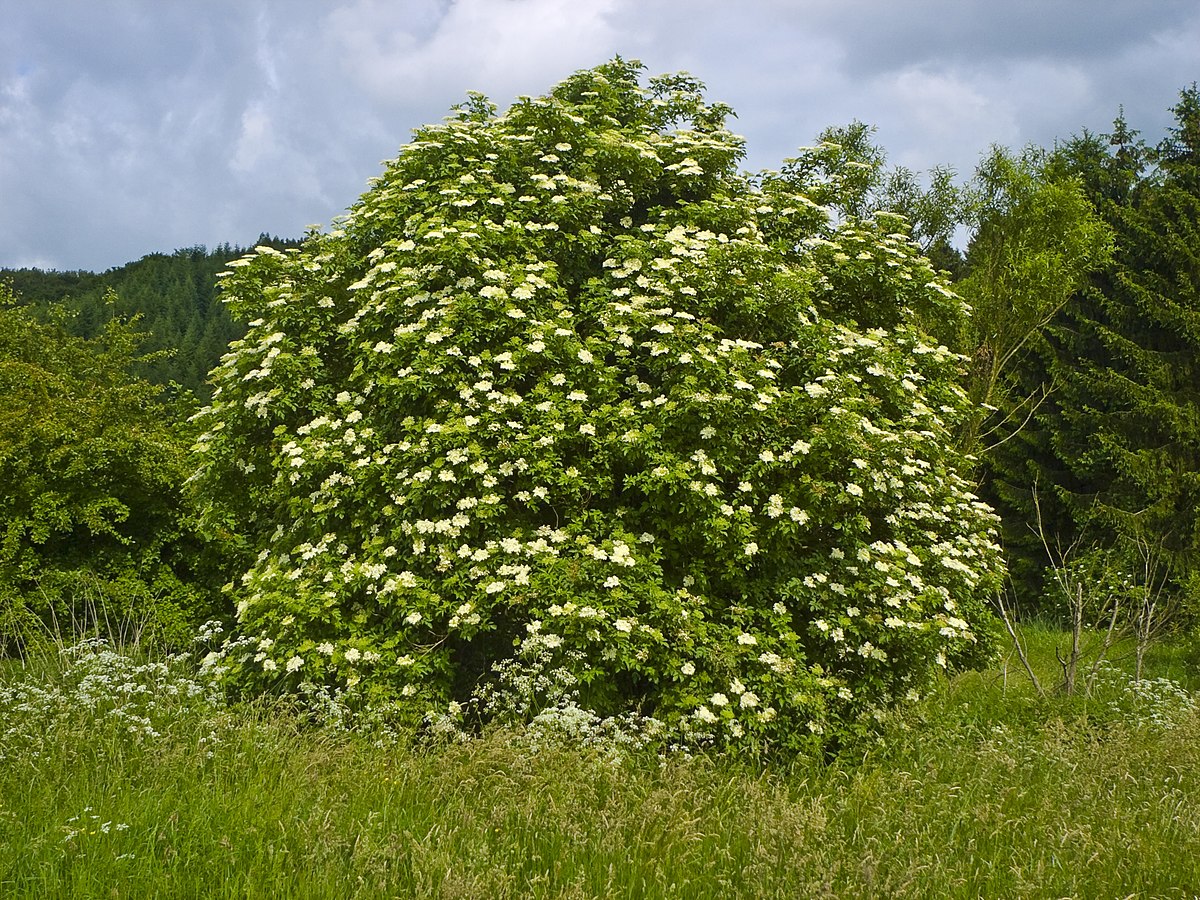 File:Pata Negra.jpg - Wikimedia Commons