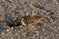 * Nomination Sand crab (Ocypode brevicornis) near its crabhole at University Beach, Pondicherry --Satdeep Gill 03:44, 26 February 2018 (UTC) * Promotion Adorable! and good quality --Trougnouf 16:55, 26 February 2018 (UTC)