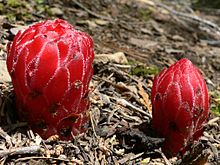 Parasitic plant - Wikipedia