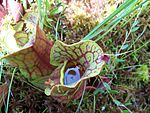 Špirlice (Sarracenia purpurea)[5]