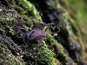 Pnoepyga albiventer)