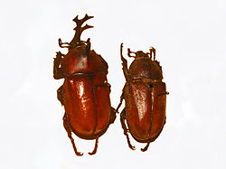 Scarabaeidae - Allomyrina dichotoma.JPG