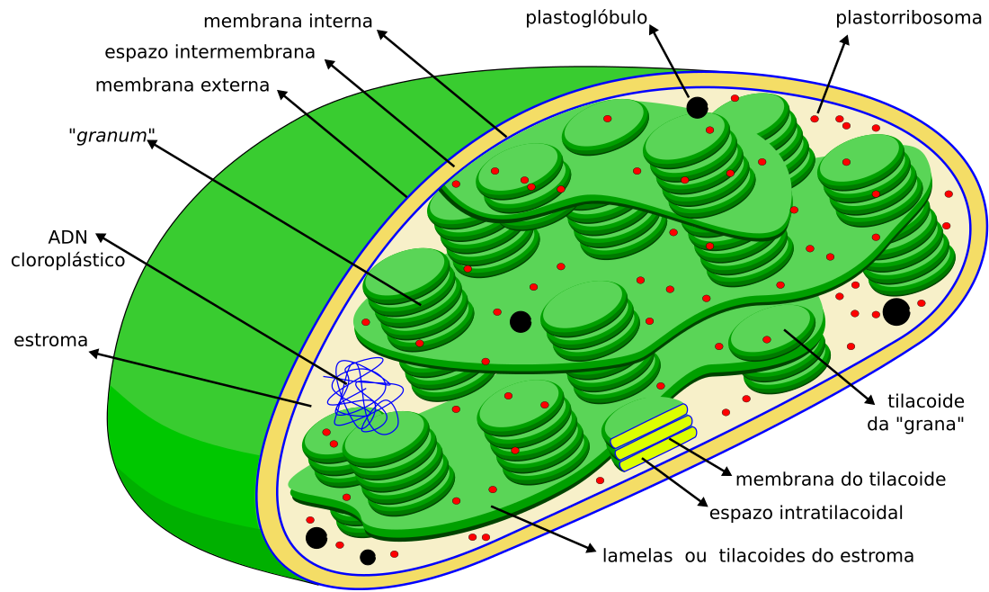 Complexos TIC e TOC