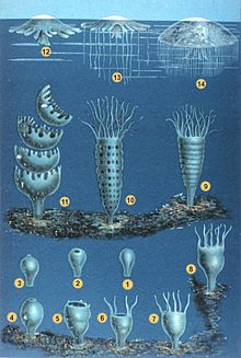 The developmental stages of scyphozoan jellyfish's life cycle:
1-3 Larva searches for site
4-8 Polyp grows
9-11 Polyp strobilates
12-14 Medusa grows Schleiden-meduse-2.jpg