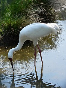 A captive individual in a zoo