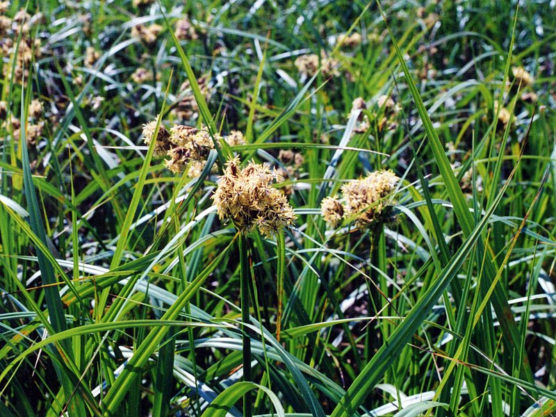 File:Scirpus atrovirens NRCS-3.jpg