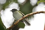 Thumbnail for Sclater's tyrannulet