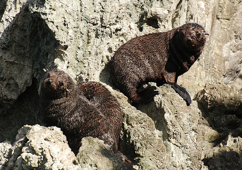 File:Seal Cubs-Palliser Bay-20070331.jpg